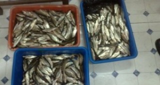 Проверки на ИАРА в Плевенска област за нерегламентирана продажба на риба