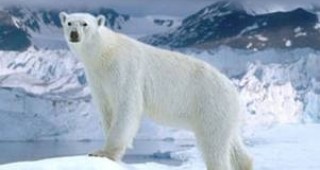 Бъдещето на полярната мечка е несигурно заради ускореното затопляне на Арктика