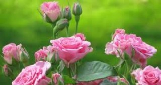 България ще защитава интересите на производителите си на рози и лавандула пред ЕК
