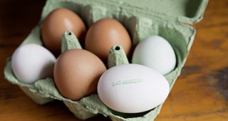 Германските власти разследват предполагаема мащабна измама на производители на органични яйца