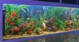 В Пловдив откриха най-богатия на видове сладководен аквариум в България