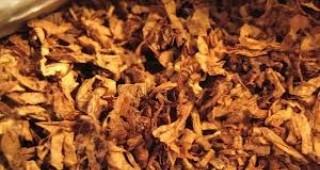 Опасността от забрана на ориенталските тютюни е преекспонирана