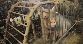 Отношението към животните във фермите е все по-важно за германските потребители