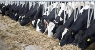 Над 12 хил. млекопроизводители от област Кърджали може да останат без поминък