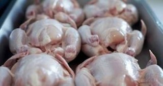 До края на месеца ще има обобщени данни от проверките на БАБХ за водата в пилешкото месо