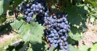 Контролът в лозаро-винарския сектор