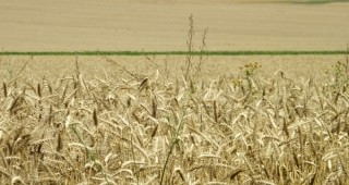 Очакванията за тазгодишната реколта от зърно са умерени