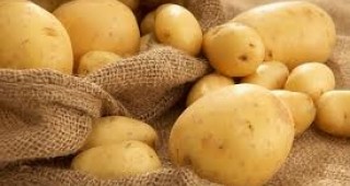BASF прекрати молбите си за европейски разрешителни за продажба на ГМО картофи