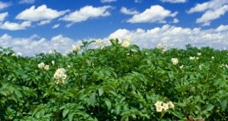 Технологични и организационни решения в сортоподдържането на картофите в България