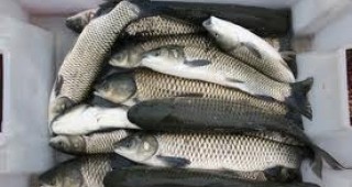 Инспектори на ИАРА София-област са съставили акт на търговец за нерегламентирана продажба на риба