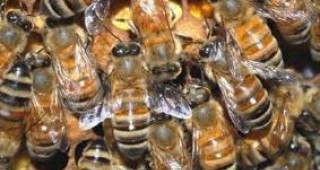 Мария Габриел: Намерението на ЕК за забрана на вредни за пчелите инсектициди допринася за решаване на въпроса с измирането им