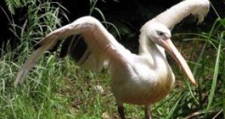 Пеликан е видян в язовир Огоста