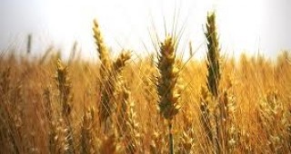 Извънредно заседание на зърнопроизводителите ще се проведе днес заради неизплатени субсидии