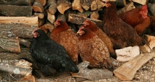 БАБХ изплати обезщетенията за умъртвените птици от село Звиница