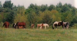 Виновните за недохранването на конете в Института по животновъдни науки в Костинброд ще бъдат наказани