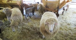 България и Франция ще си сътрудничат в областта на овцевъдството