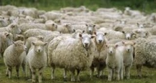 Подписват споразумение за сътрудничество в областта на овцевъдството между България и Франция
