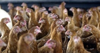 Ликвидирано е огнището на Нюкясълска болест по птиците в село Звиница
