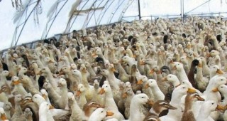 Около 14 000 патици са били унищожени в германска птицеферма