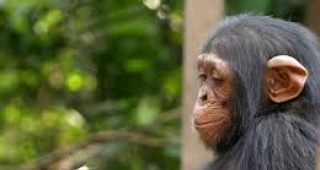 Работната памет на шимпанзетата е по-бърза от човешката