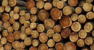 Мащабна операция срещу контрабандата на дървесина в Латинска Америка