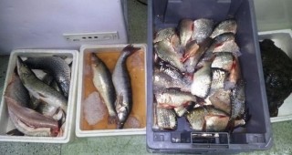 Иззети са близо 80 кг незаконна риба от търговски обект в Бургас