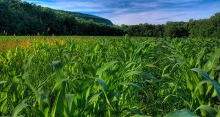 Германия ще забрани отглеждането и продажбата на ГМО царевица