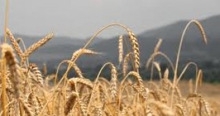 Износът на България на зърно от реколта 2012 към ЕС възлиза на над 2 млн. тона