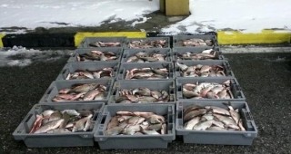Инспектори на ИАРА Плевен са хванали лице, извършващо нерегламентирана продажба на риба