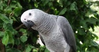Първи по рода си проект у нас осъществява връщането в Африка на сиви папагали