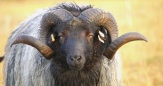 Британските овце ще страдат това лято заради бюрокрация
