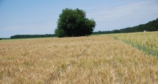 Общото производство на зърнени култури в Европейския съюз за 2013 г. ще достигне над 200 млн. тона