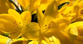 Националната изложба за цветя Флора в Бургас ще се проведе от 30 април до 7 май