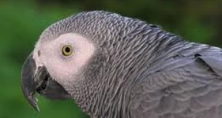 Роден проект осъществява връщането в Африка на сиви папагали