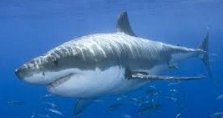 Десетки хиляди мигриращи акули затвориха плажовете на Флорида