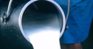 Белгийски селски стопани ще изливат 3 милиона литра мляко