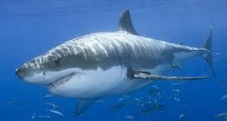 Мерки за защита на четири вида акули, застрашени от изчезване
