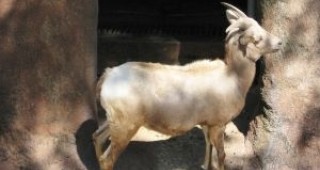 Иран клонира коза