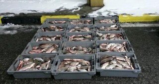 Инспектори на ИАРА Плевен хванаха бракониери, превозващи нерегламентирано над 40 кг риба