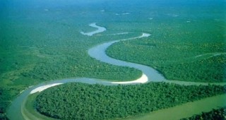 Тропическите гори по света губят биомаса