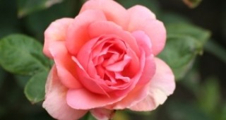 Учени ще представят нови технологии при производството на маслодайна роза