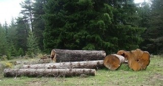 Горски предприемач: Държавата създава дефицит на дървесина