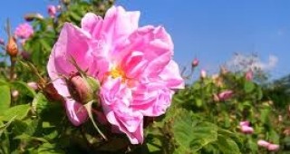 Българските сортове маслодайни рози са високопродуктивни и устойчиви към болести и ниски температури
