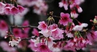 Засаждат 20 000 черешови дръвчета във Фукушима