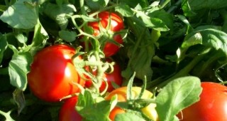 Учени от пловдивския Институт по зеленчукови култури създадоха нов хибриден сорт домати
