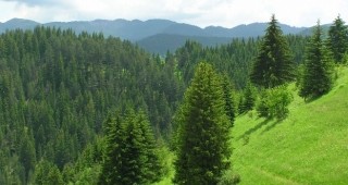 21 март - Световен ден на гората