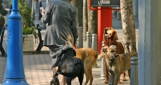 Столична община си сътрудничи с БАБХ в борбата с бездомните кучета