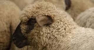 Овце вместо моторни косачки ще поддържат зелените пространства в Париж