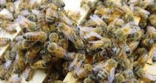 Повишена смъртност на пчелите в Странджа