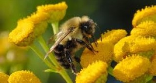 За изминалите десет години смъртността в пчелните семейства се е увеличила пет пъти